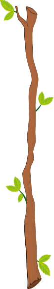 shape